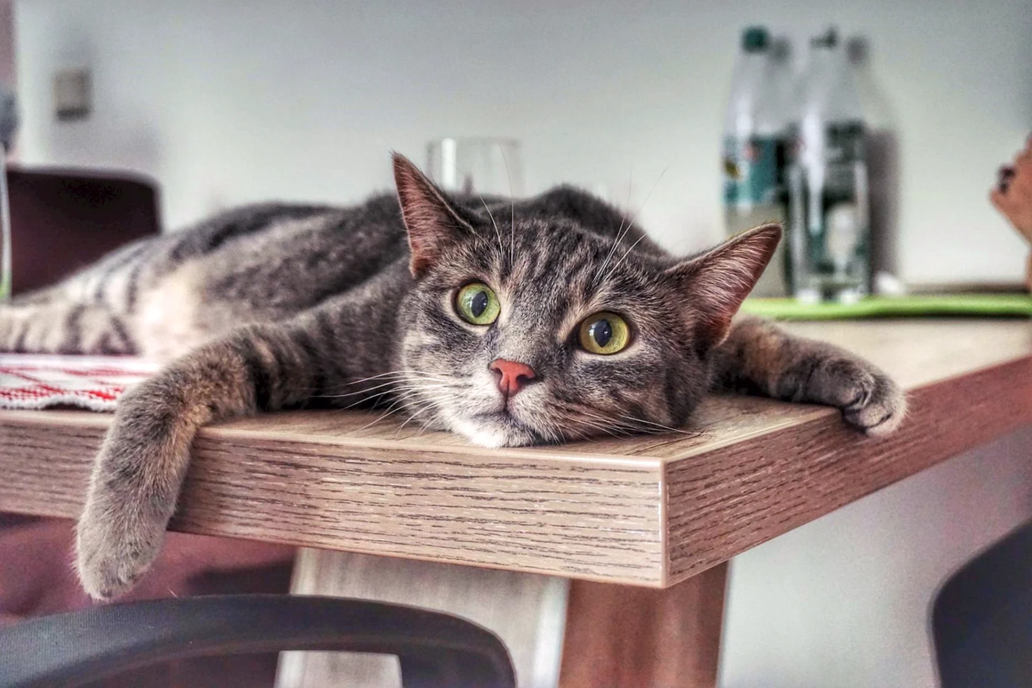 Кот лежит на столе