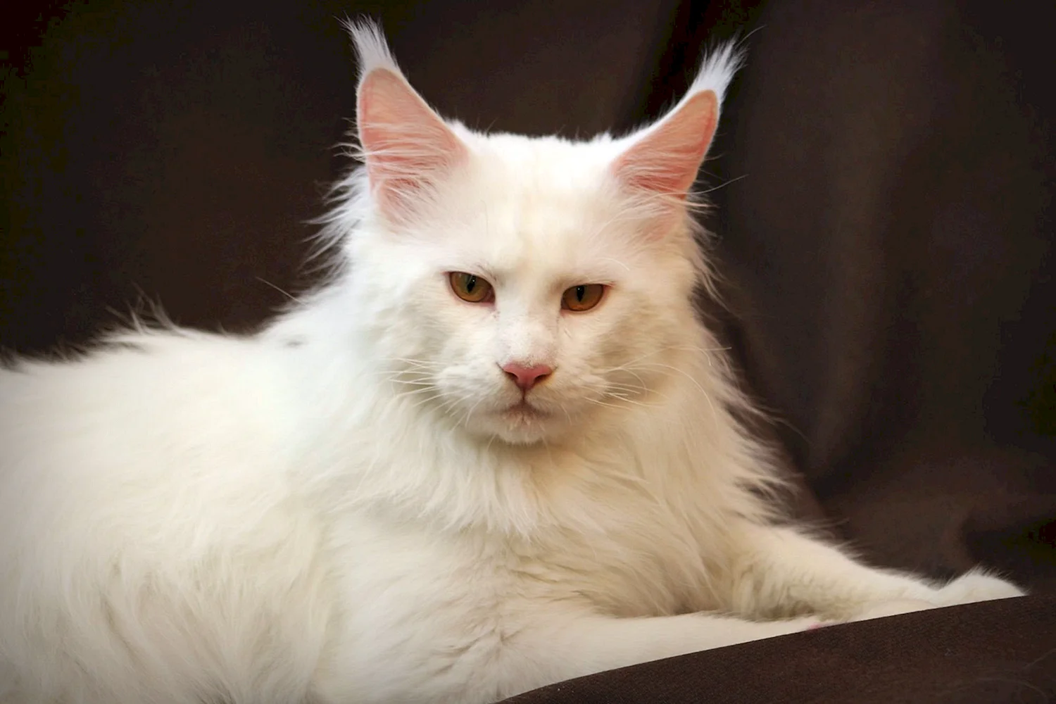 Кот Мейн кун альбинос