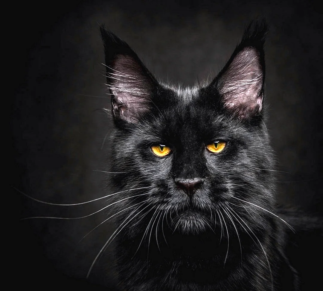 Кот Мейн кун черный