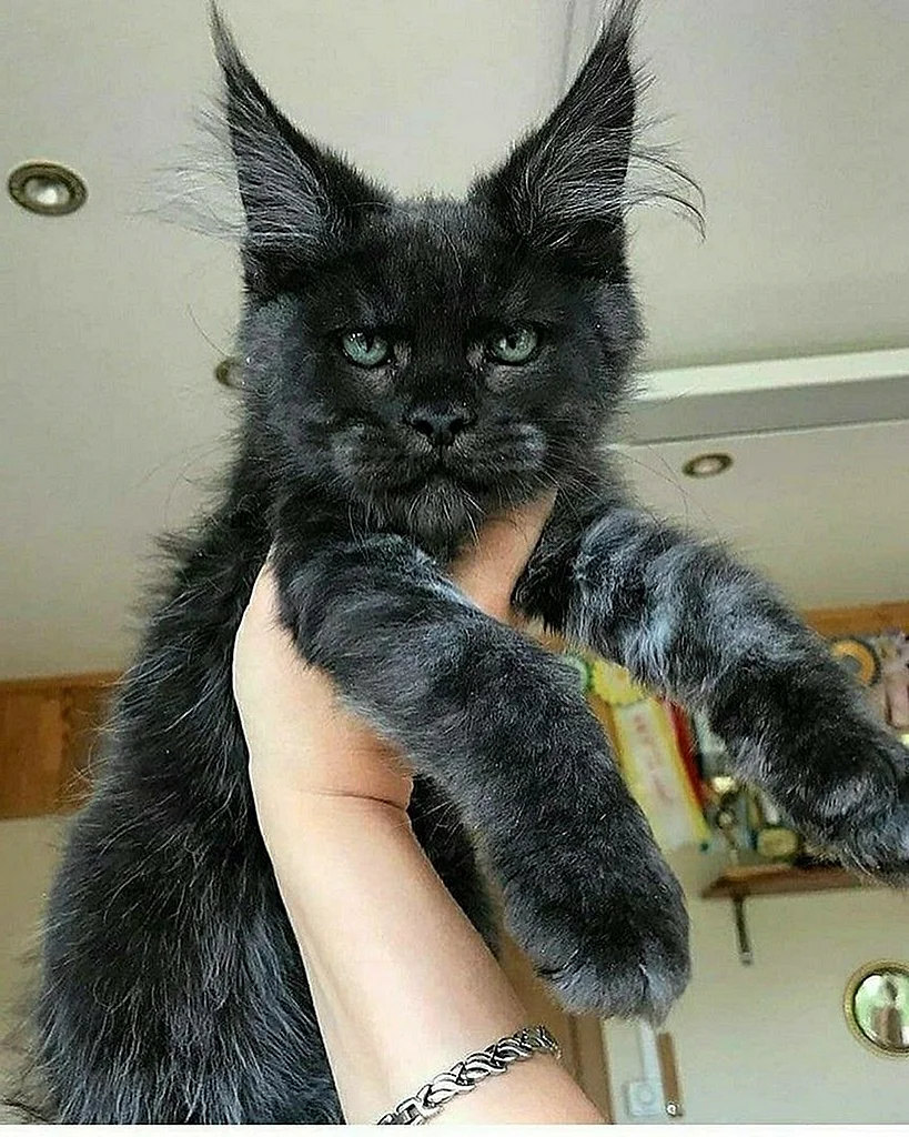 Кот Мейн кун Размеры черные