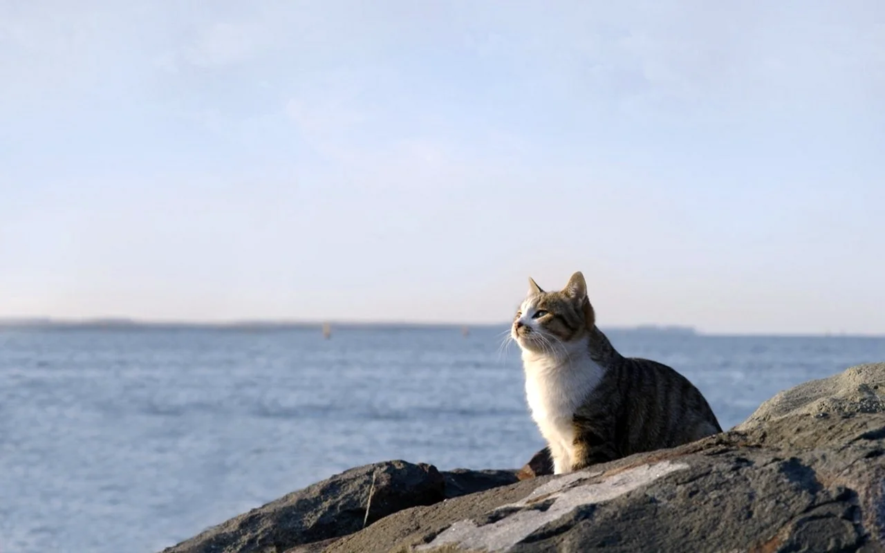 Кот на фоне моря