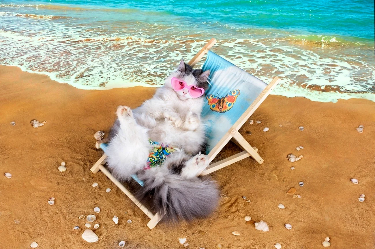 Кот на пляже