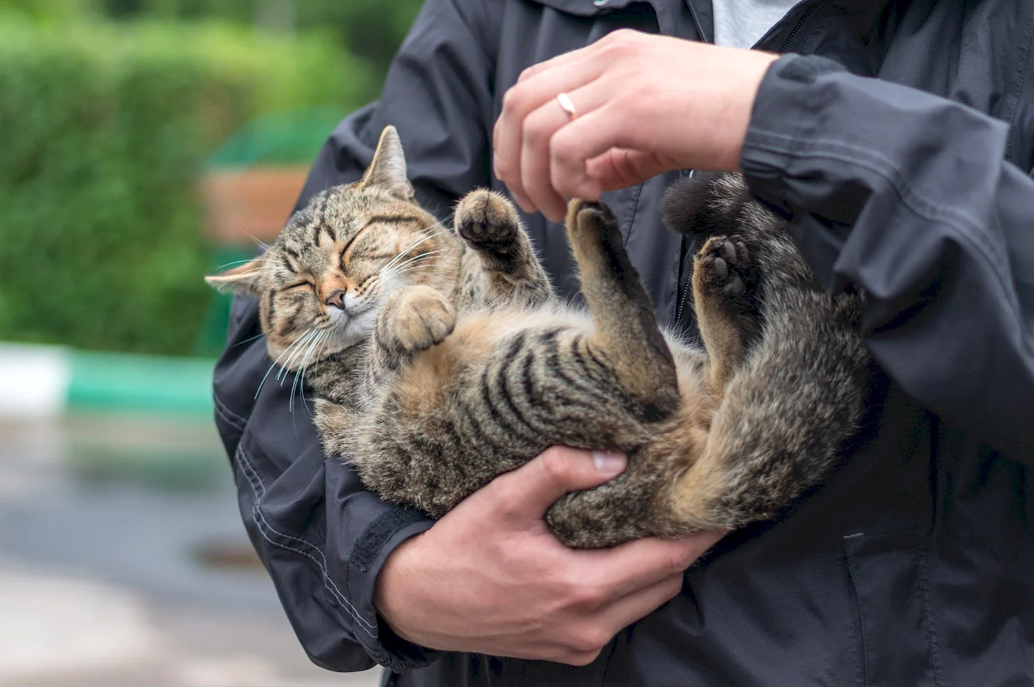 Картинка кошка на руках