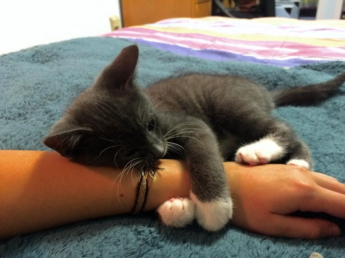 Кот на руках