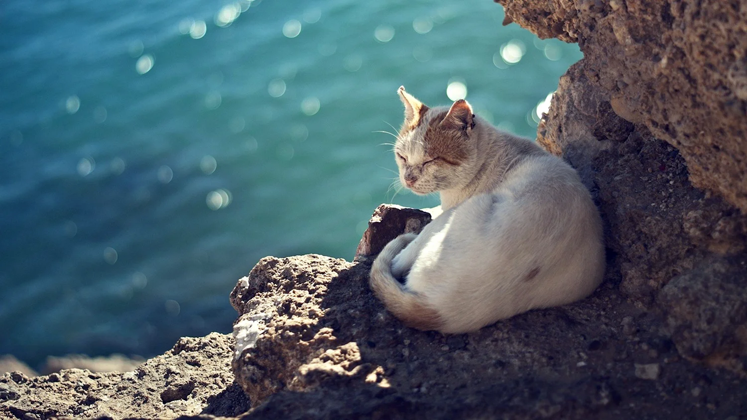 Кот на скале
