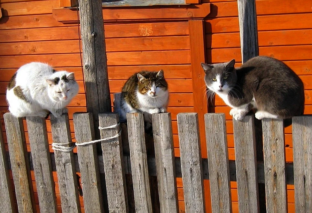 Кот на заборе