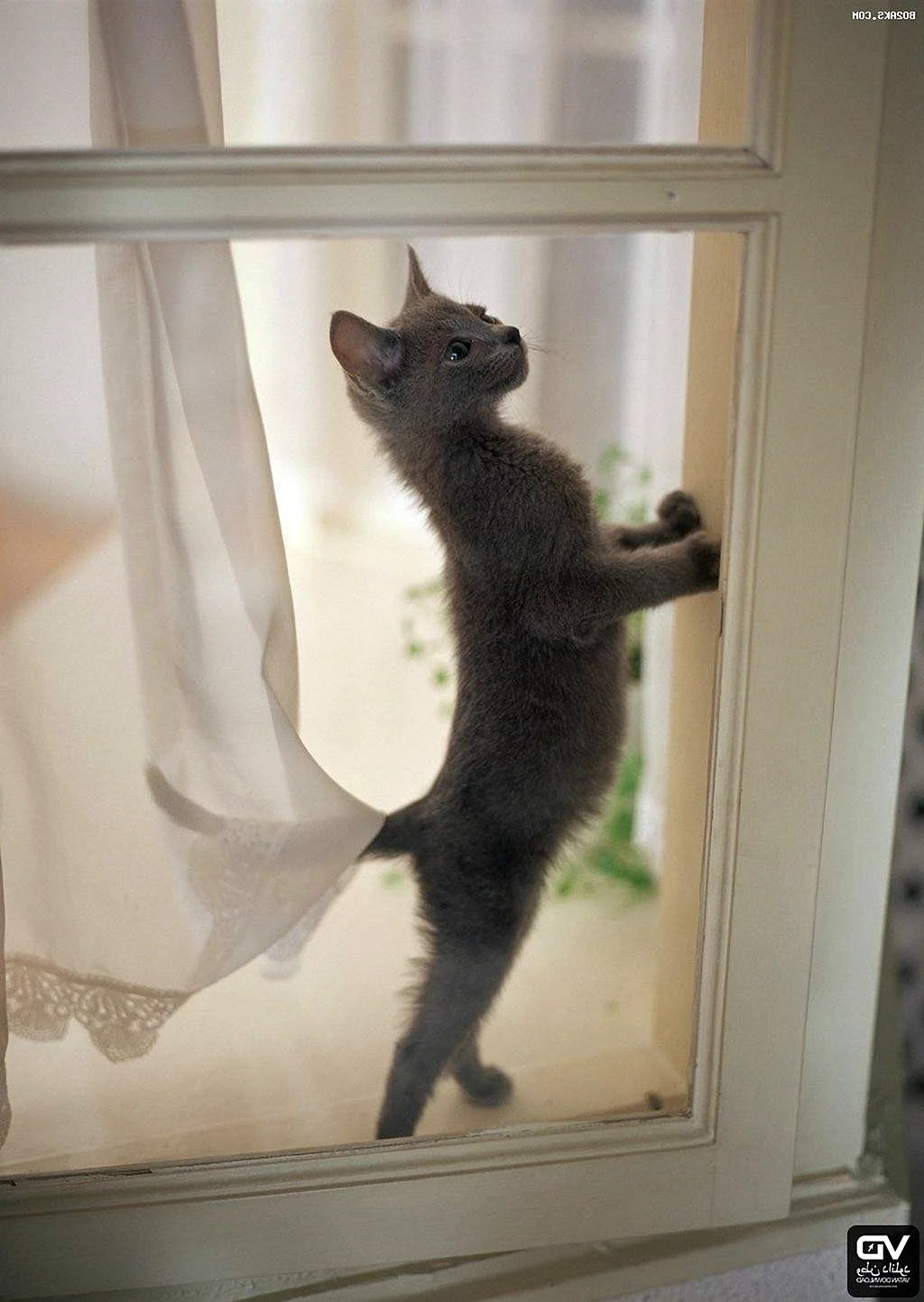 Кот на задних лапах окно