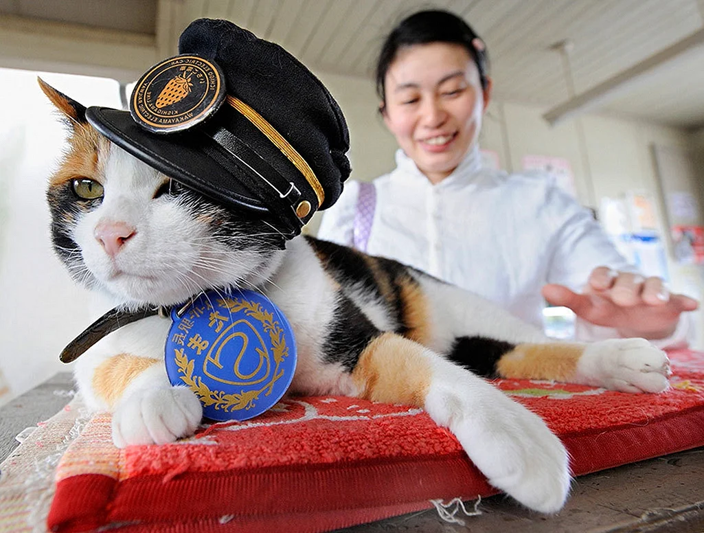 Кот начальник станции в Японии