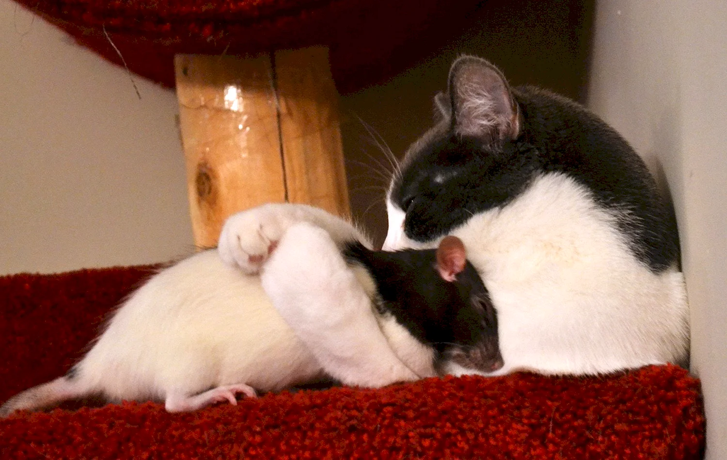 Кот обнимает мышь