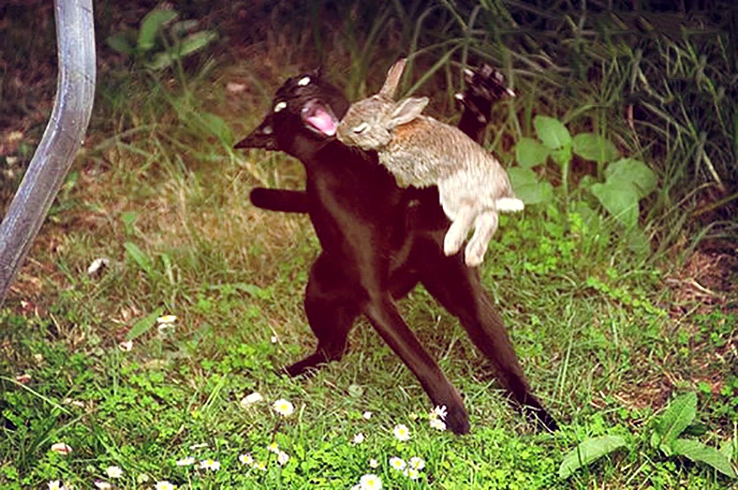 Кот охотится на кролика