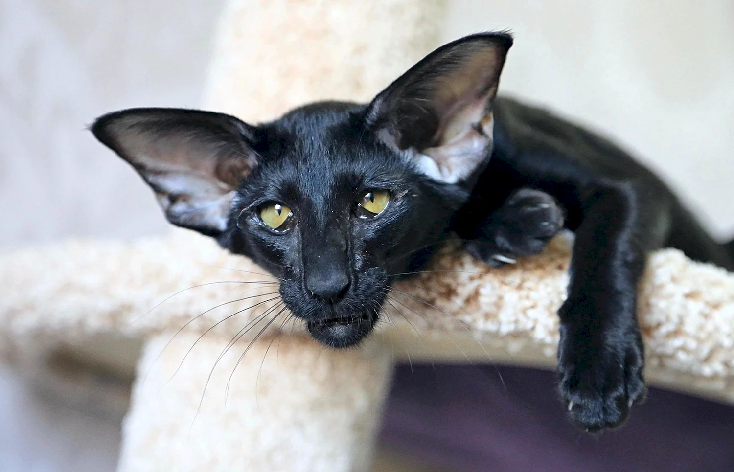 Кот Ориентал