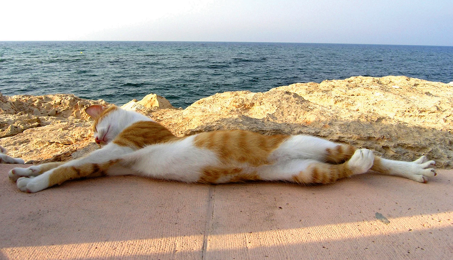 Кот отдыхает на море