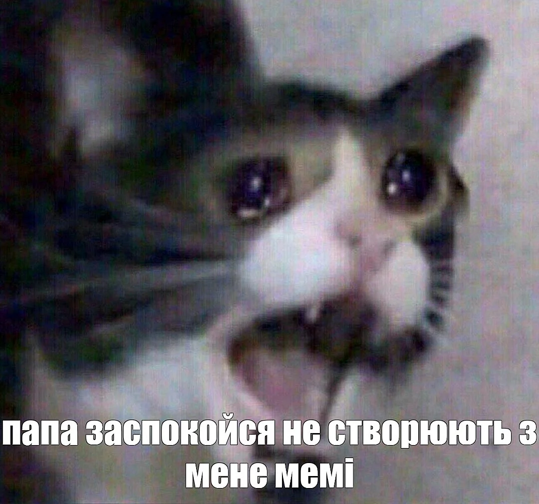 Кот плачет Мем
