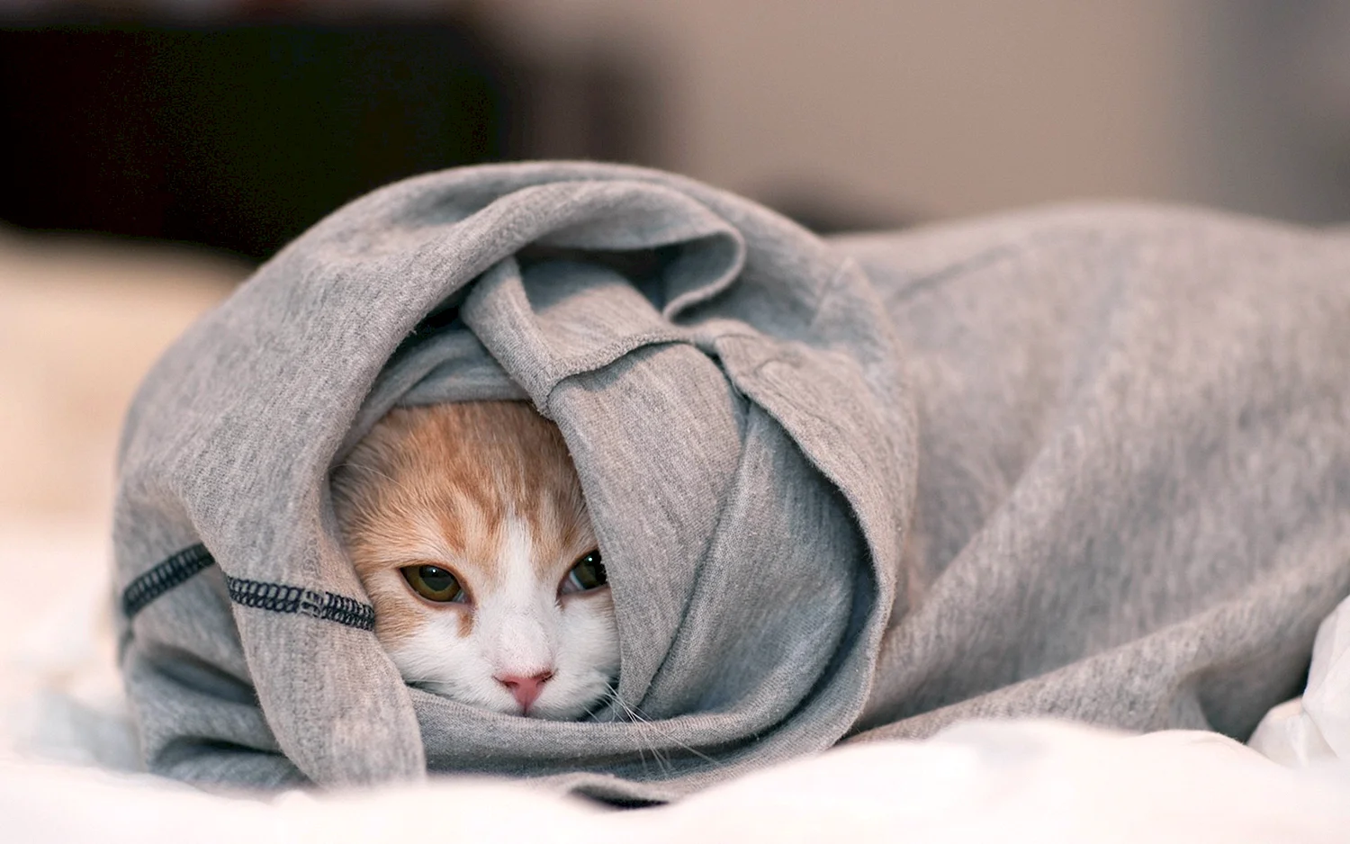 Кот под одеялом