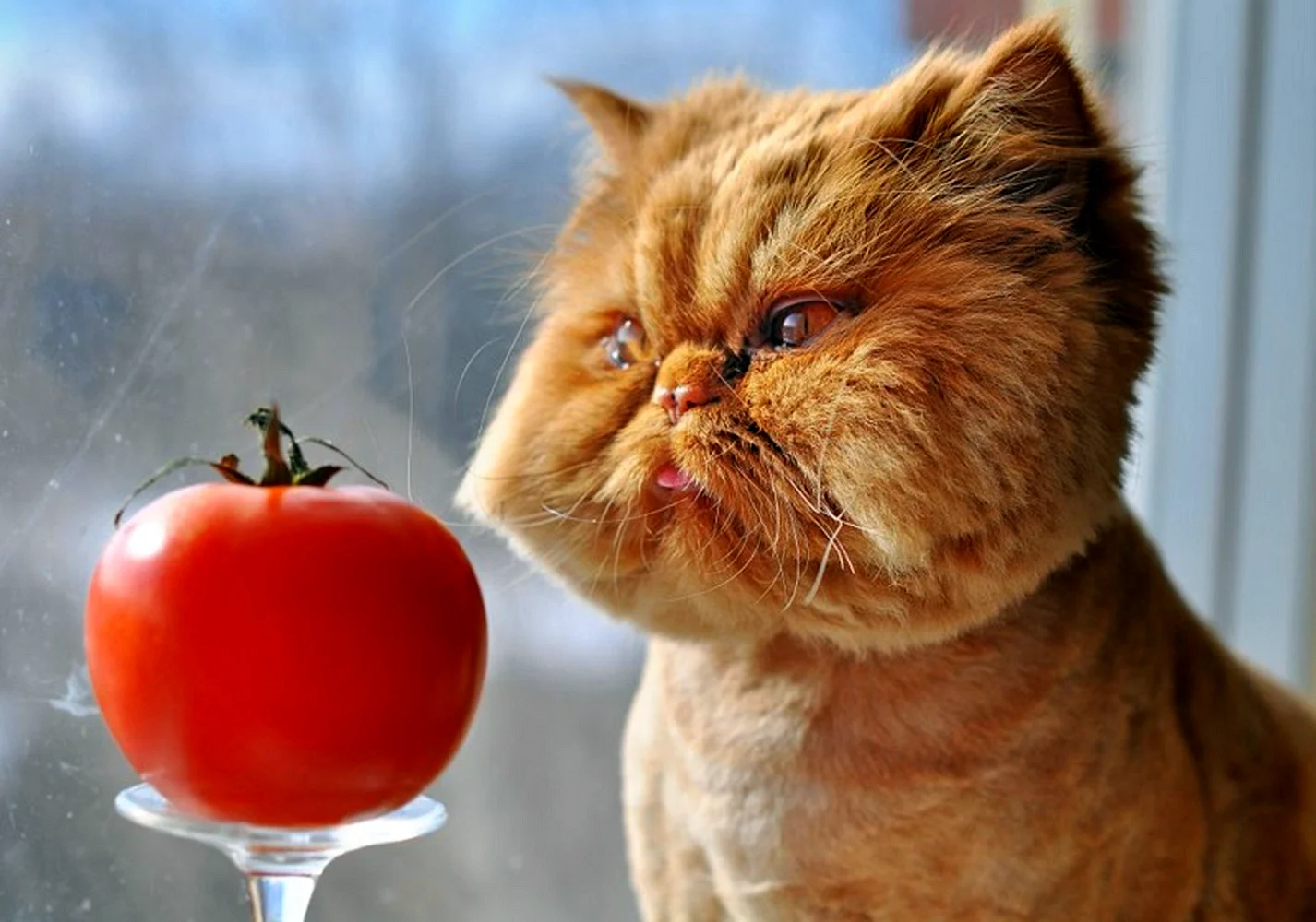 Кот помидор