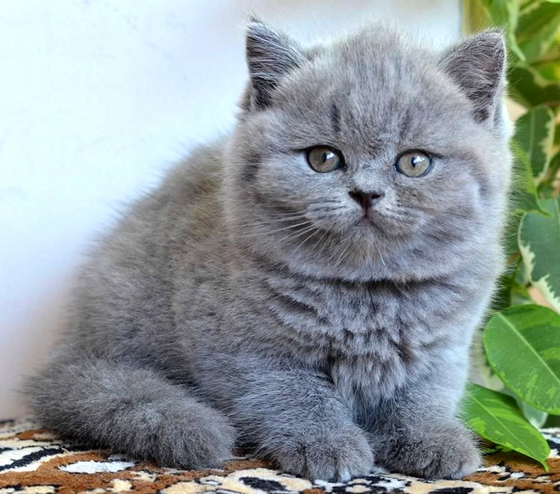 Кот породы британец котенок