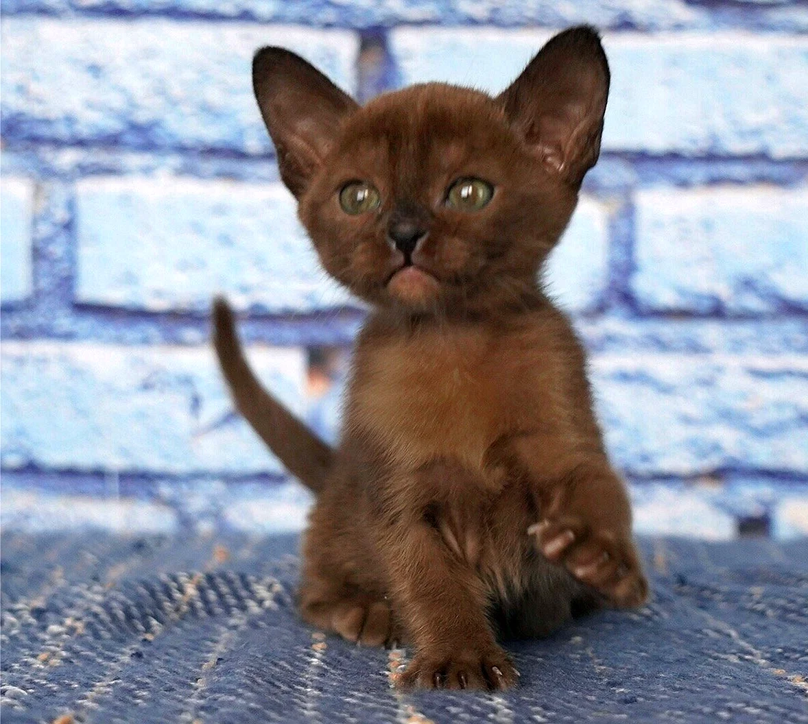 Кот породы Бурма котенок