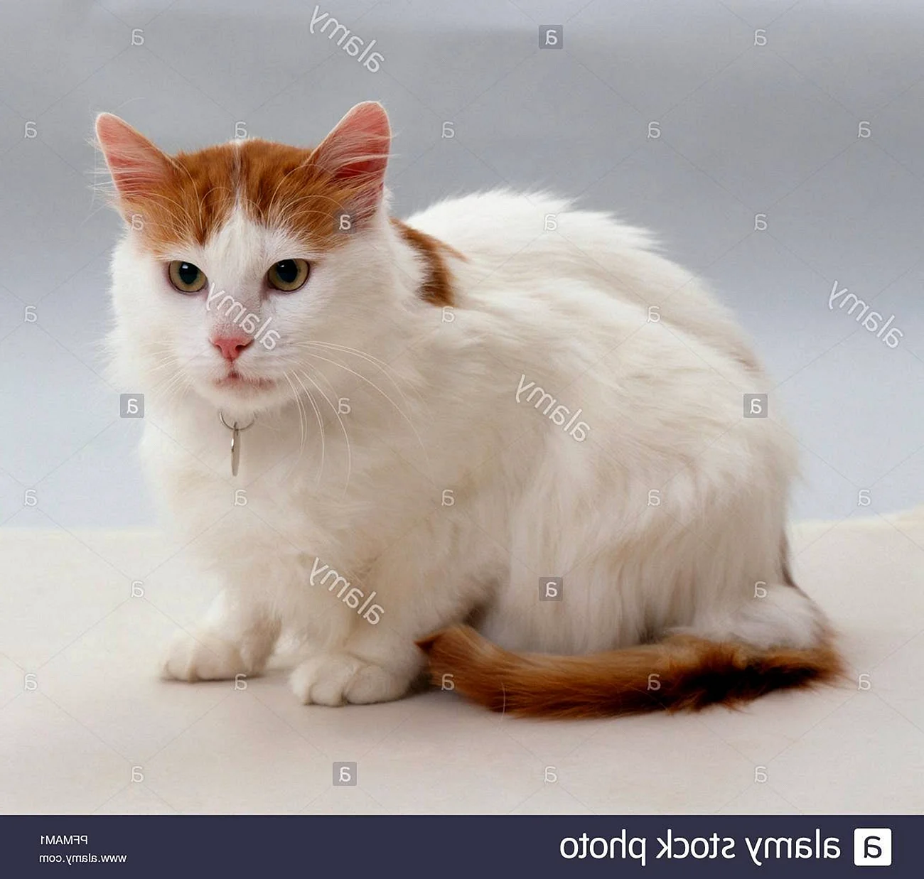 Кот породы турецкий Ван