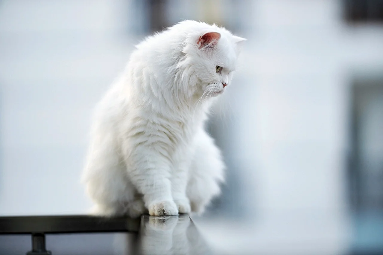 Кот пушистый белый