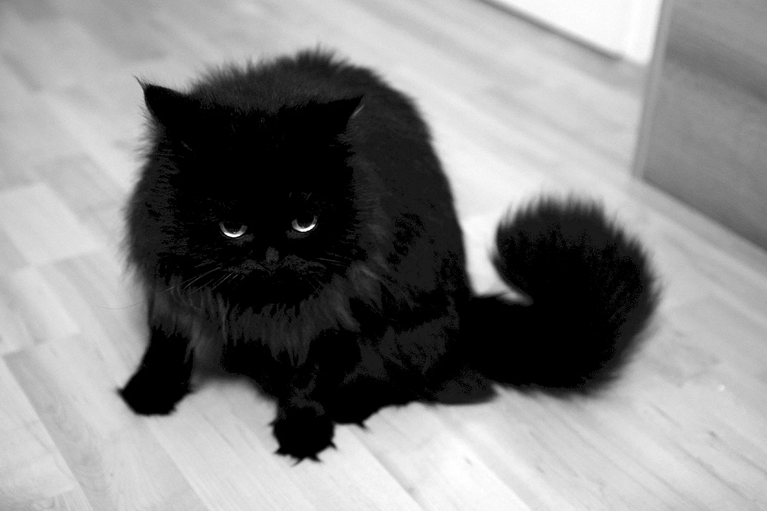 Кот пушистый чёрный