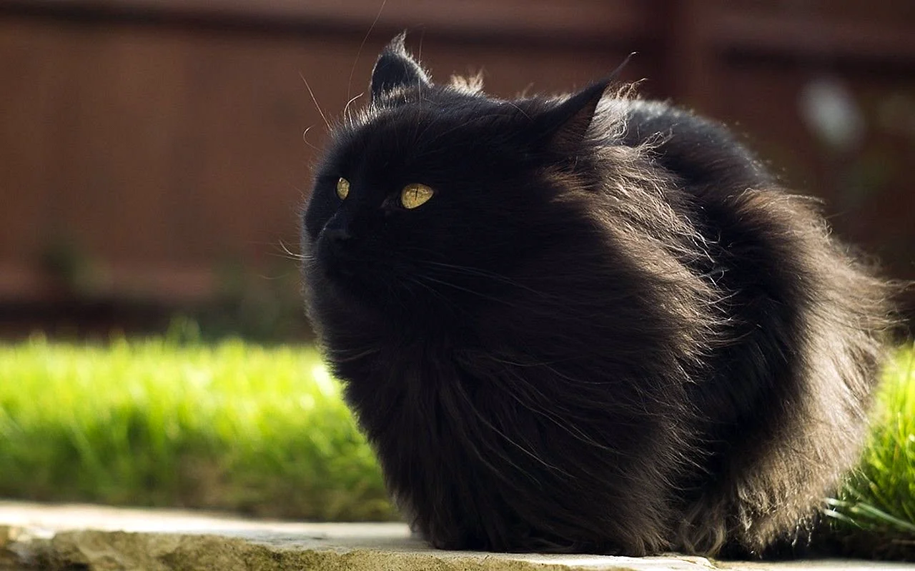 Пушистый черный кот (42 лучших фото)