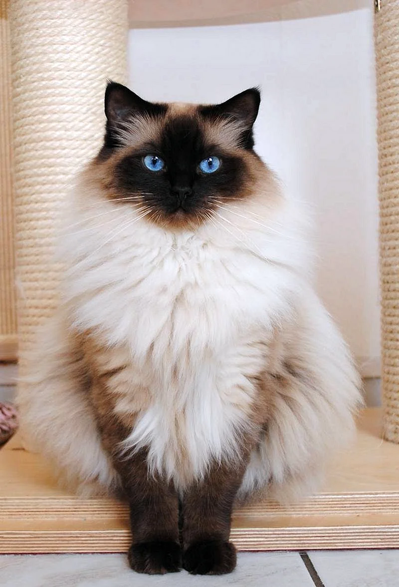 Сиамская кошка пушистая порода (47 лучших фото)