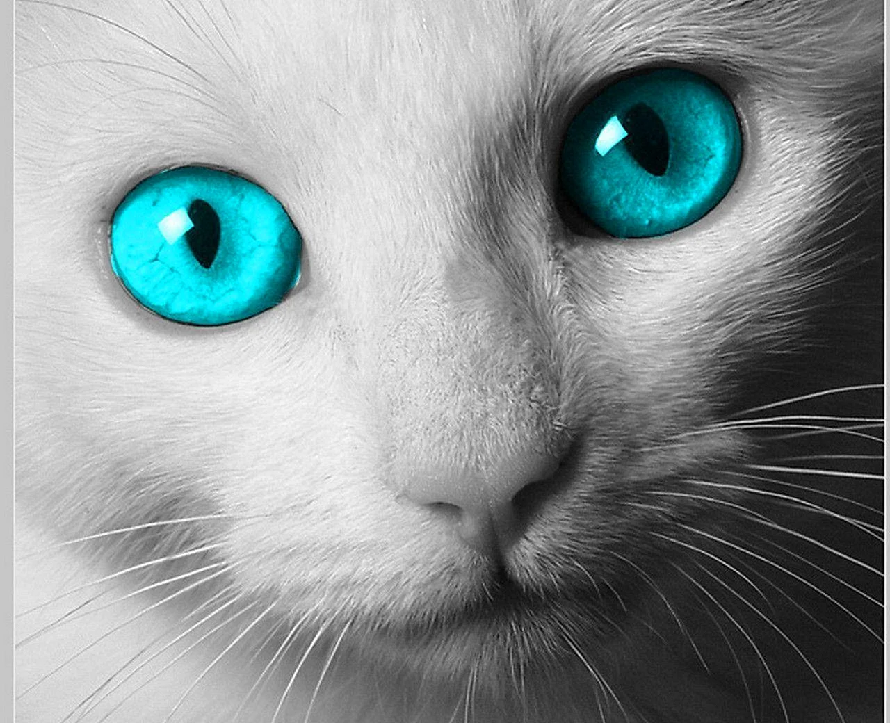 Кот с бирюзовыми глазами
