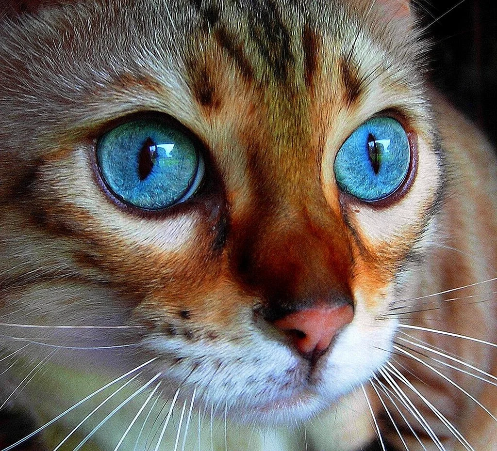 Кот с бирюзовыми глазами