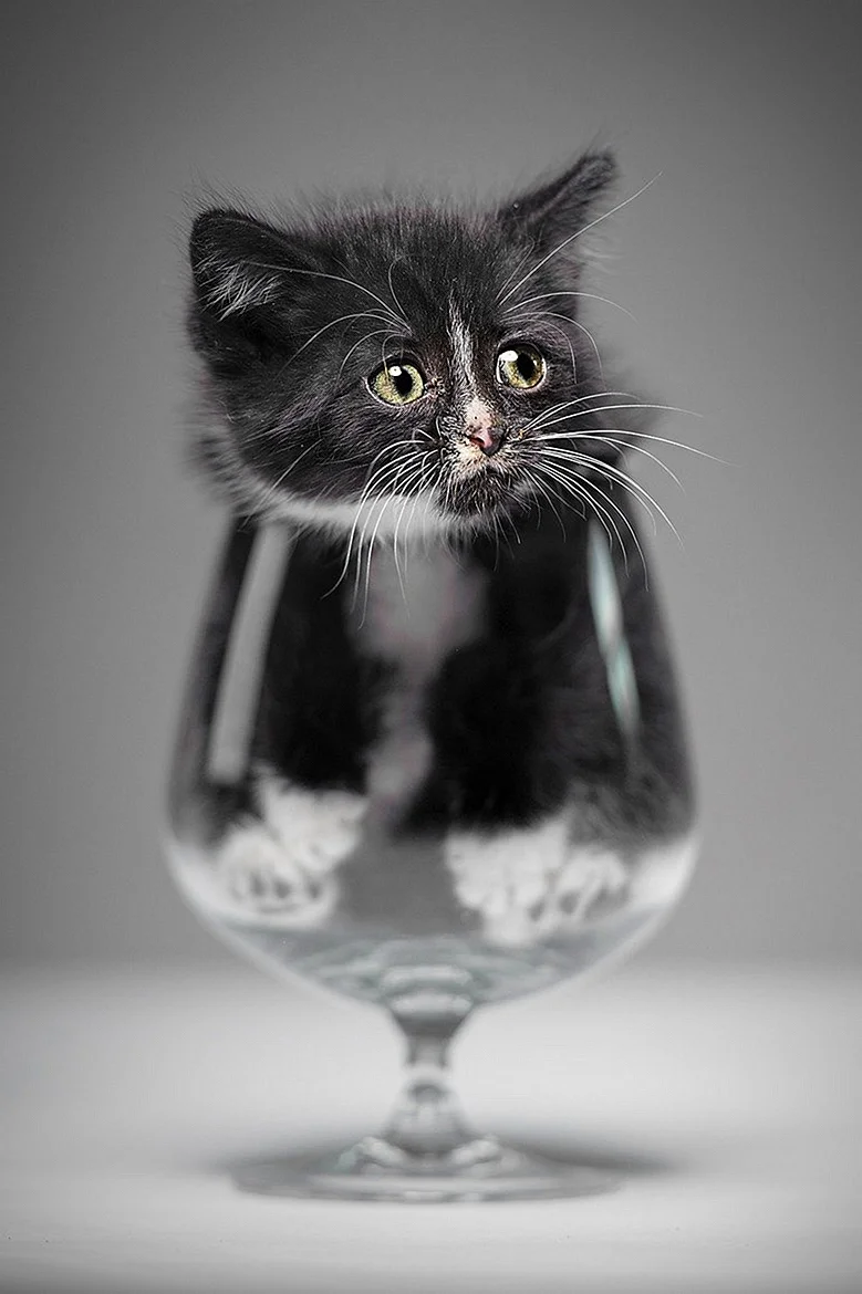 Кот с бокалом