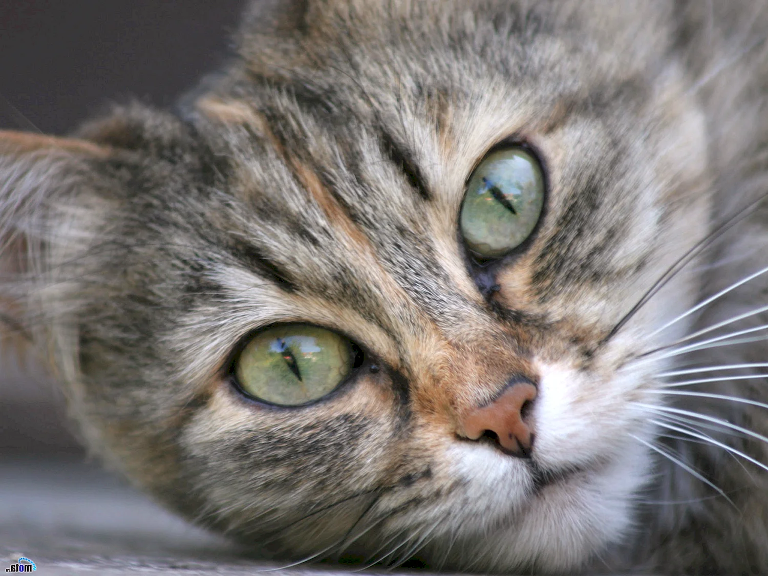 Кот с болотными глазами