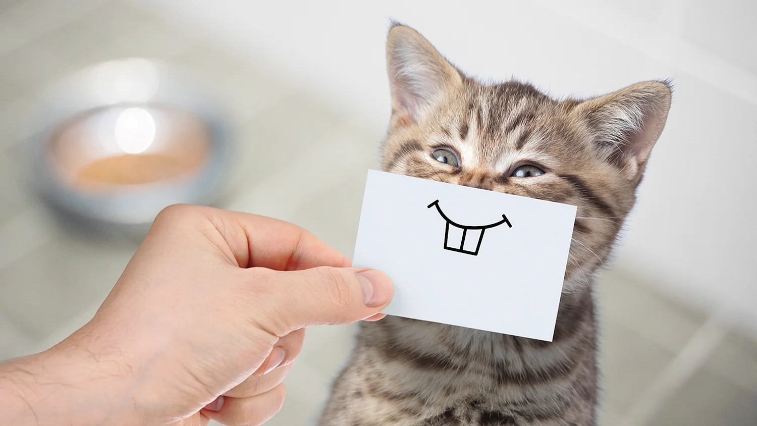 Кот с бумажкой