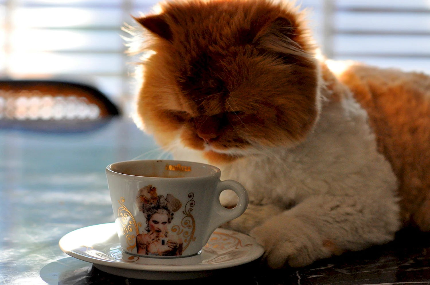 Кот с чашечкой кофе