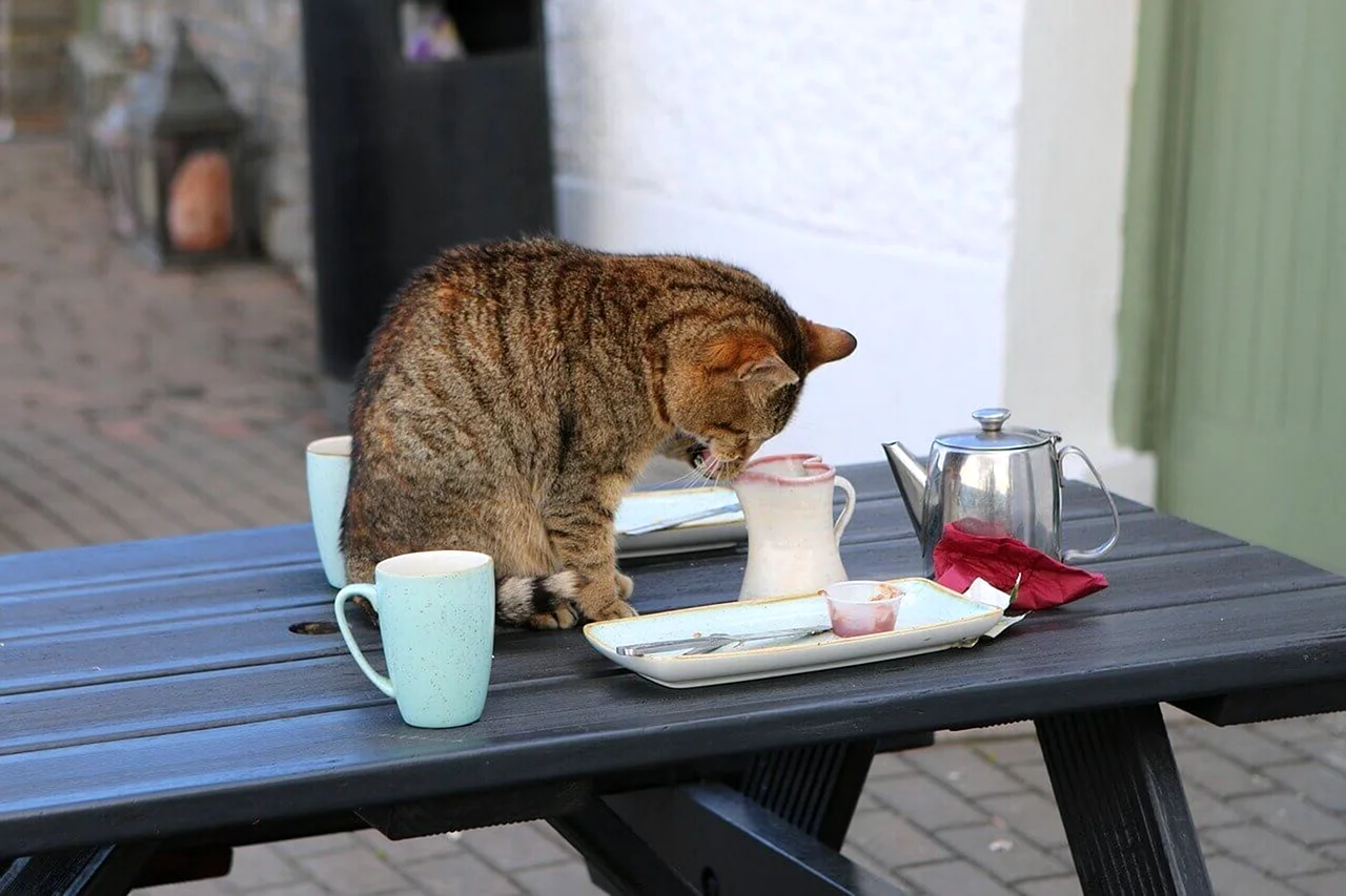 Кот с чашкой кофе