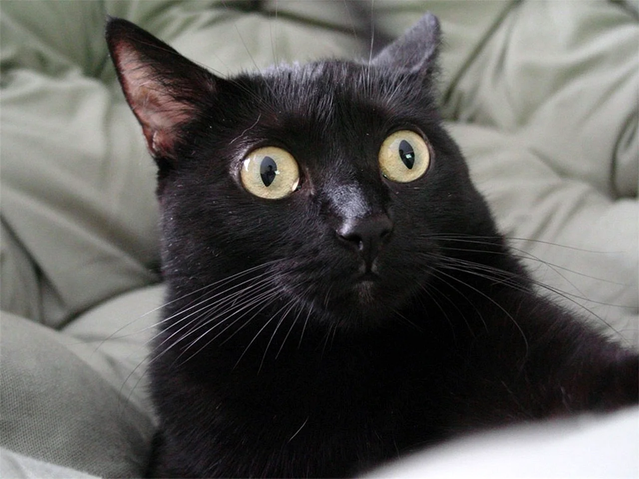 Кот с глазами в разные стороны