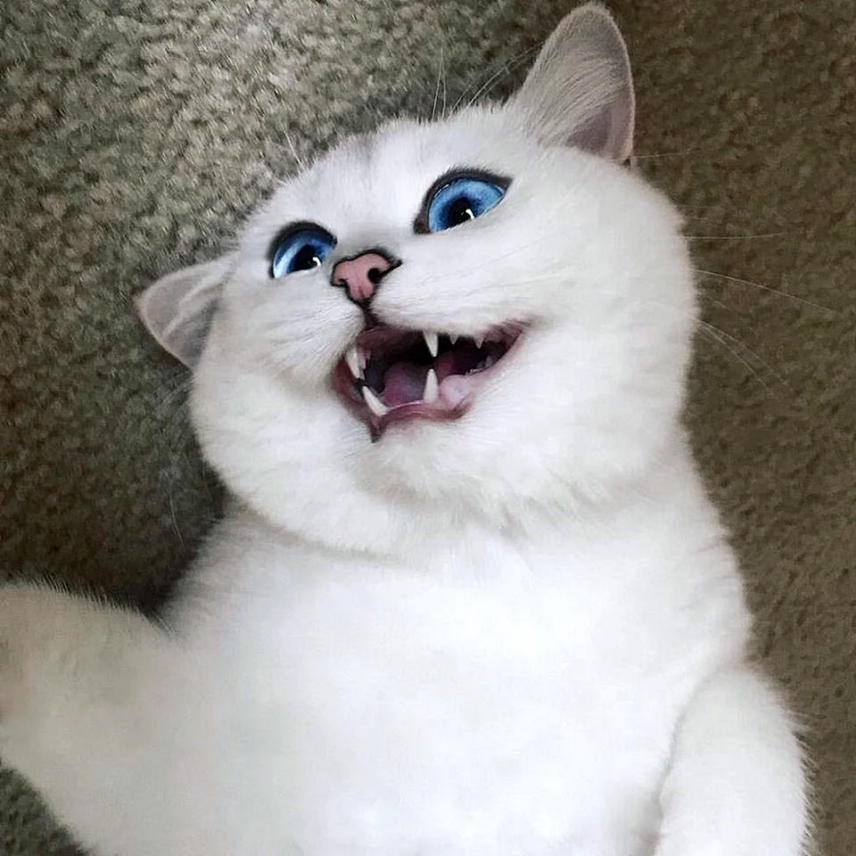 Кот с голубыми глазами Коби