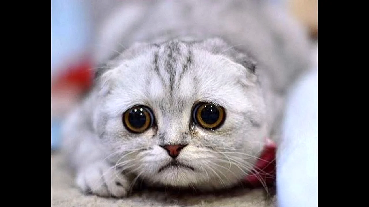 Кот с грустными глазами