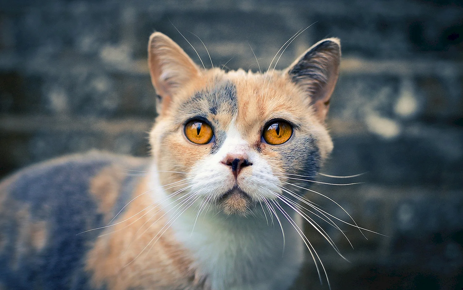 Кот с янтарными глазами