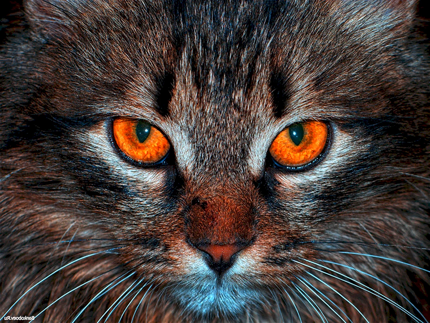 Кот с янтарными глазами