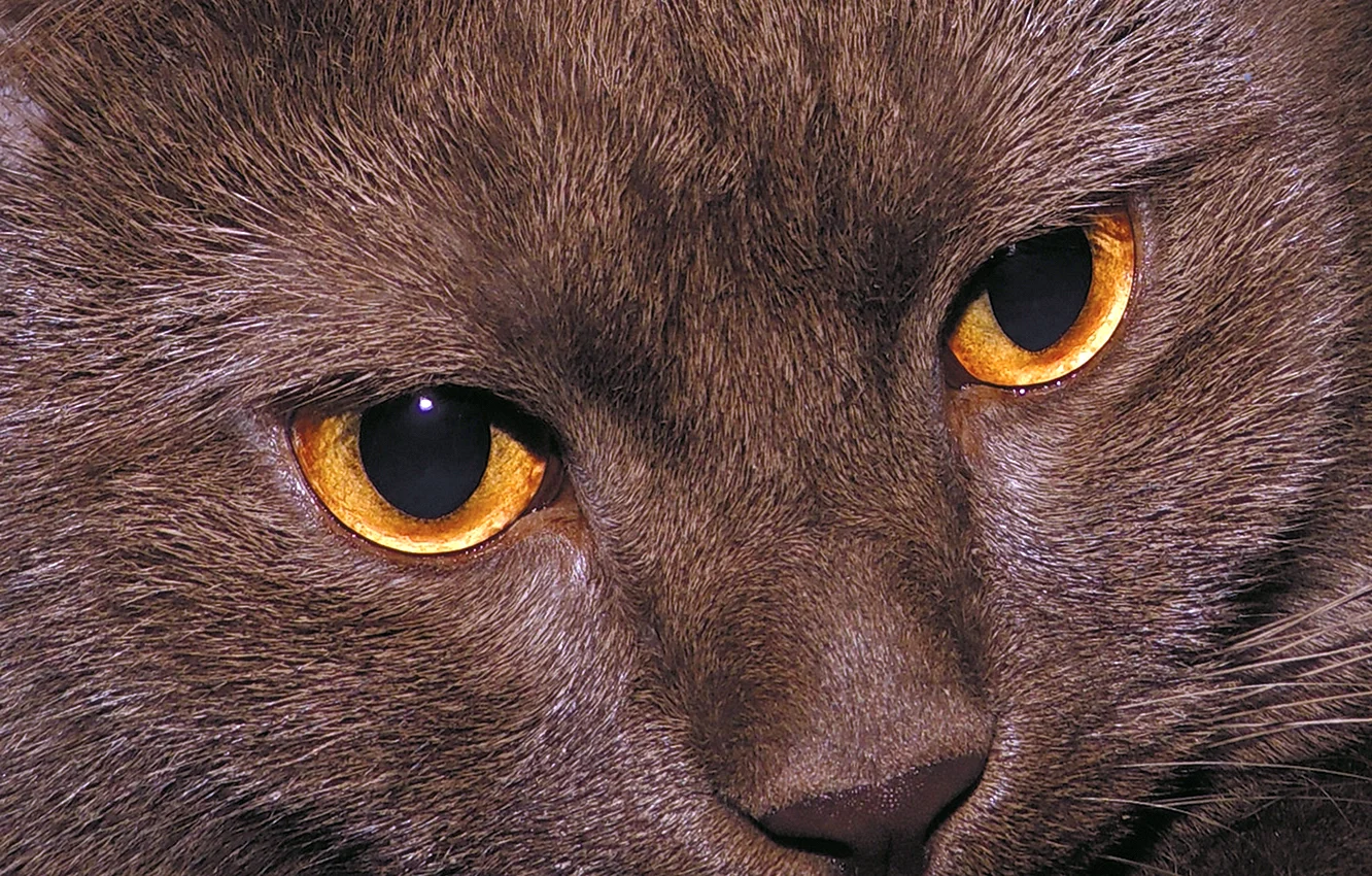 Кот с карими глазами
