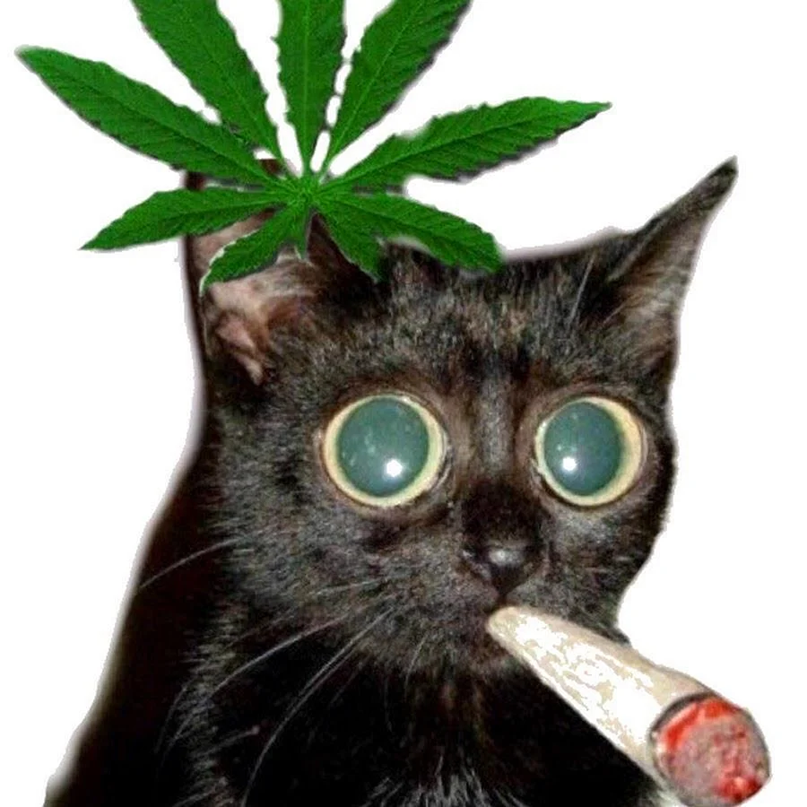 Кот с марихуаной