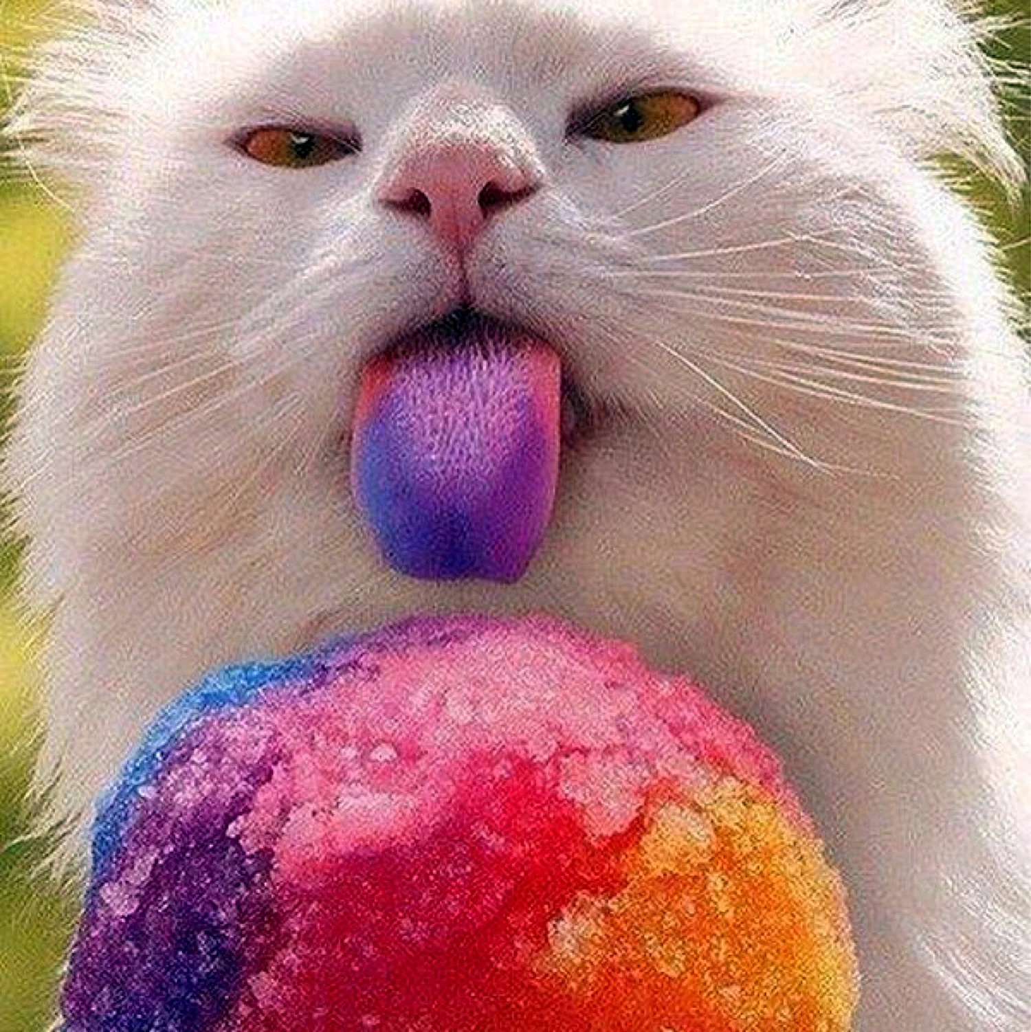 Кот с мороженкой