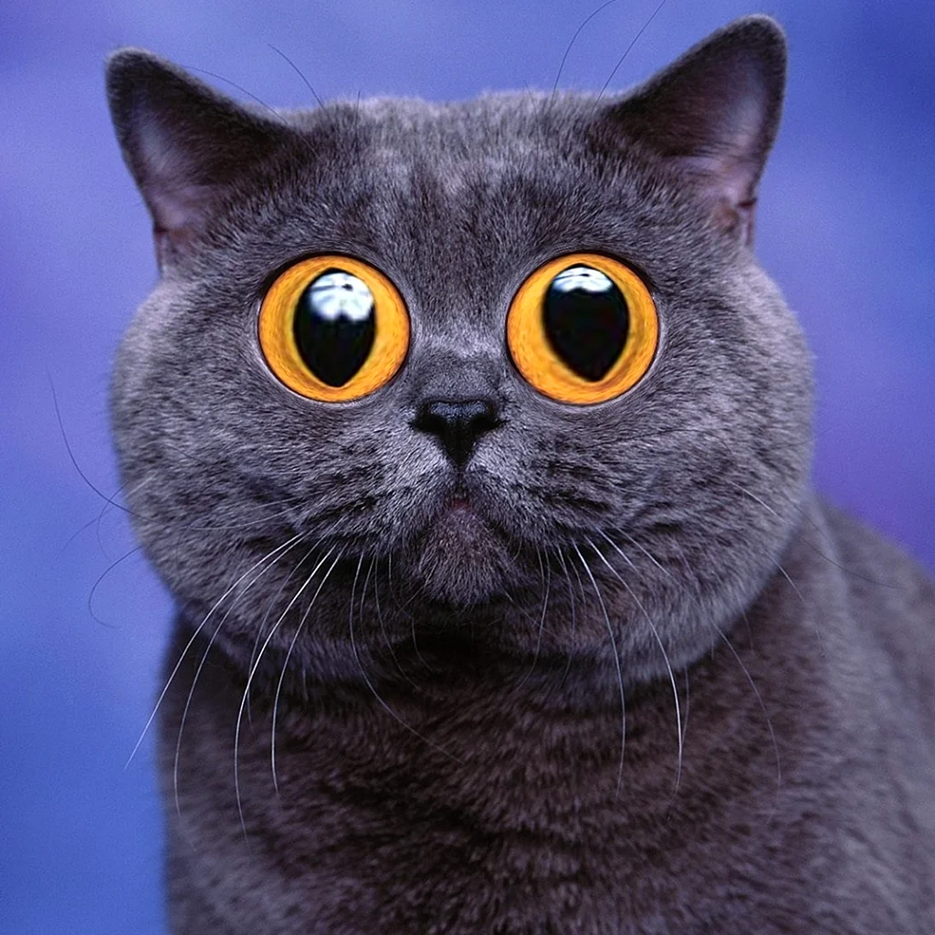 Кот с огромными глазами