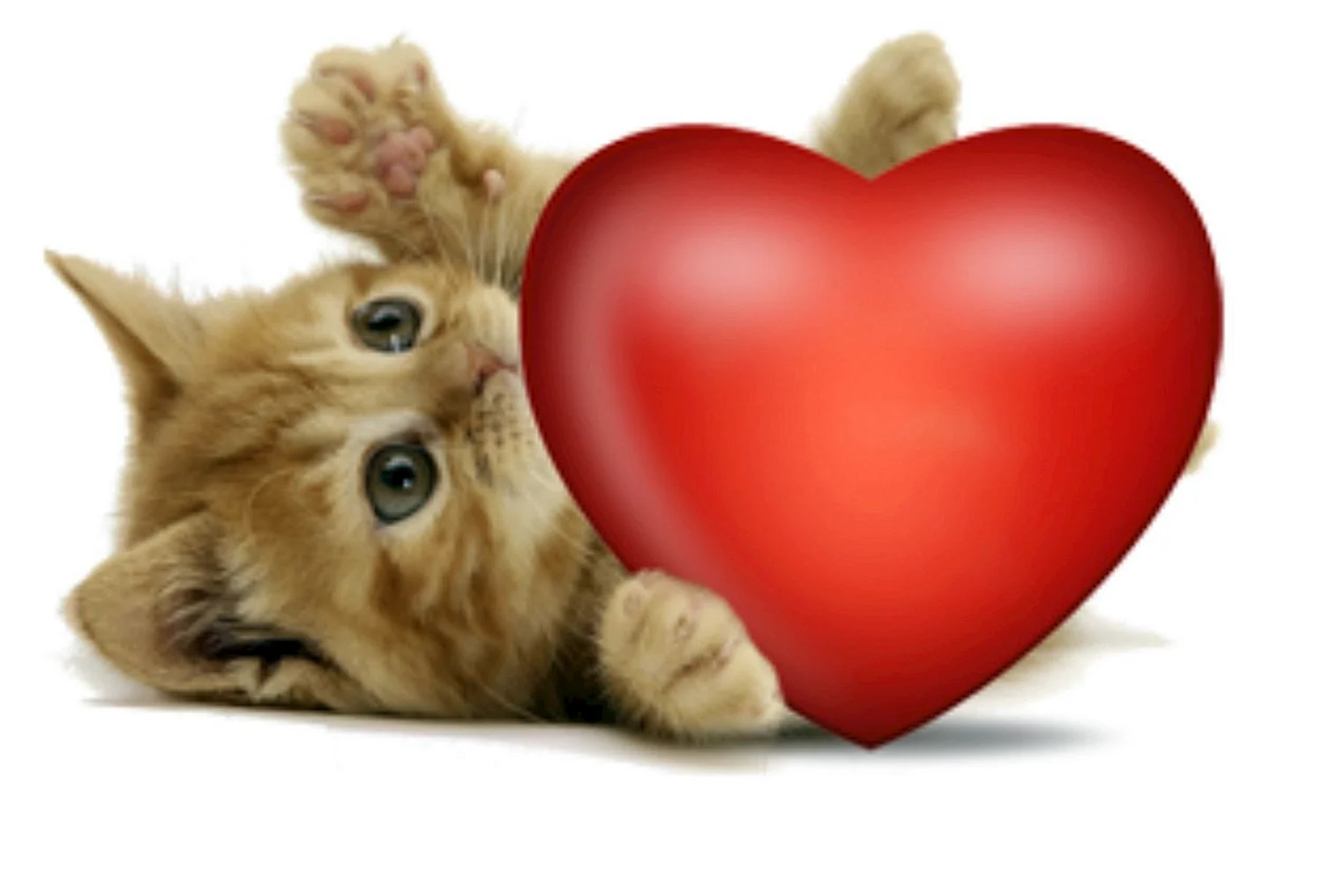 Кот с сердечками