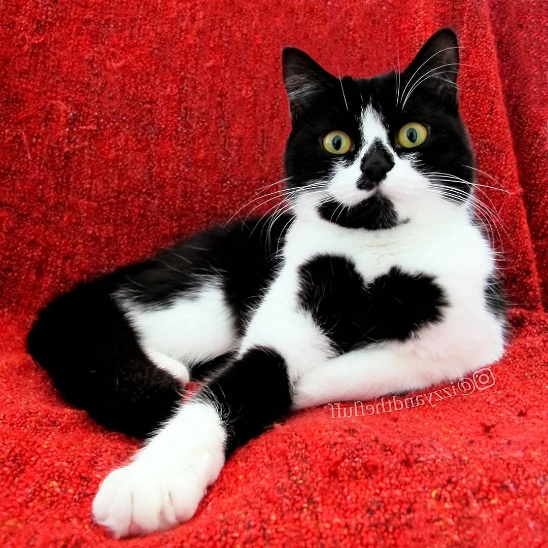 Кот с сердечками на шерсти