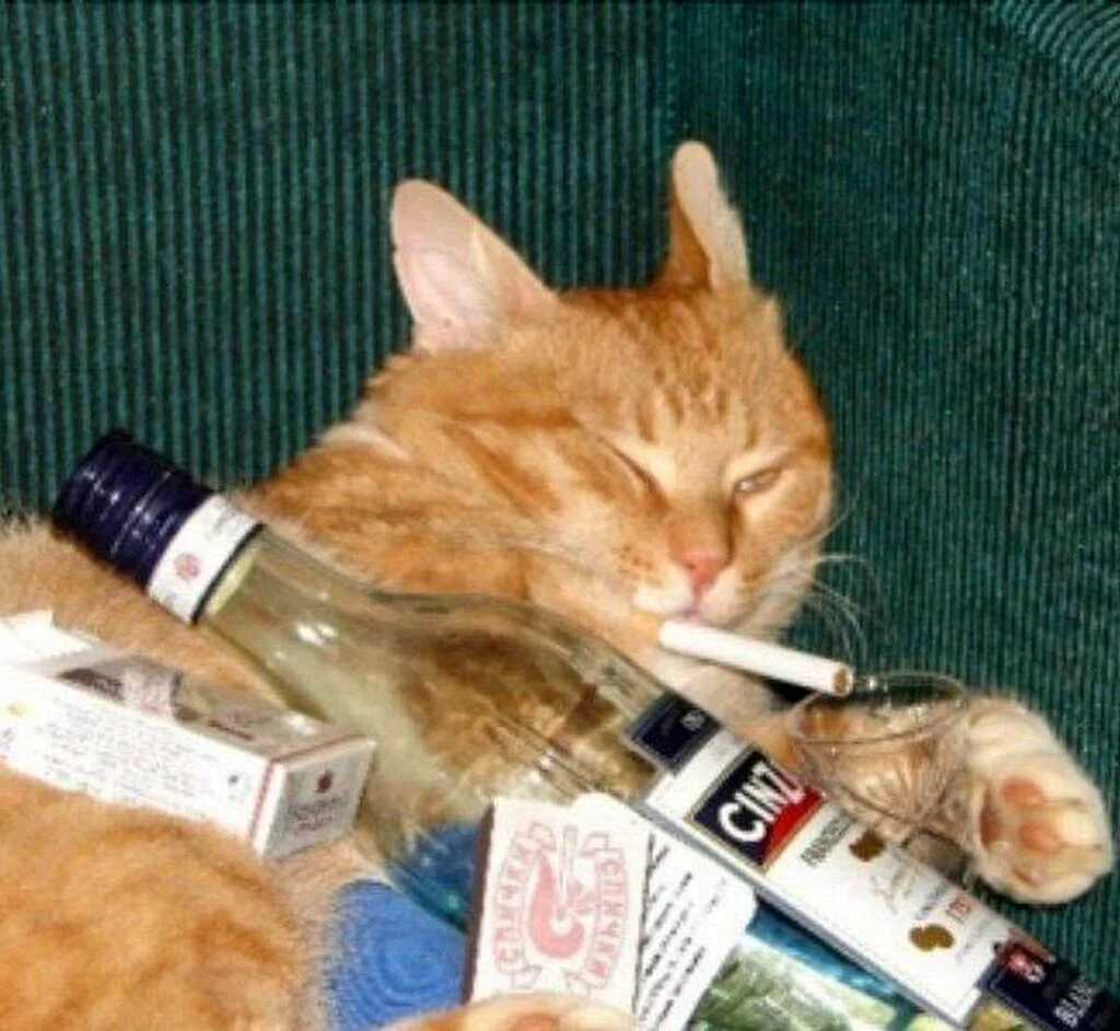 Кот с сигаретой