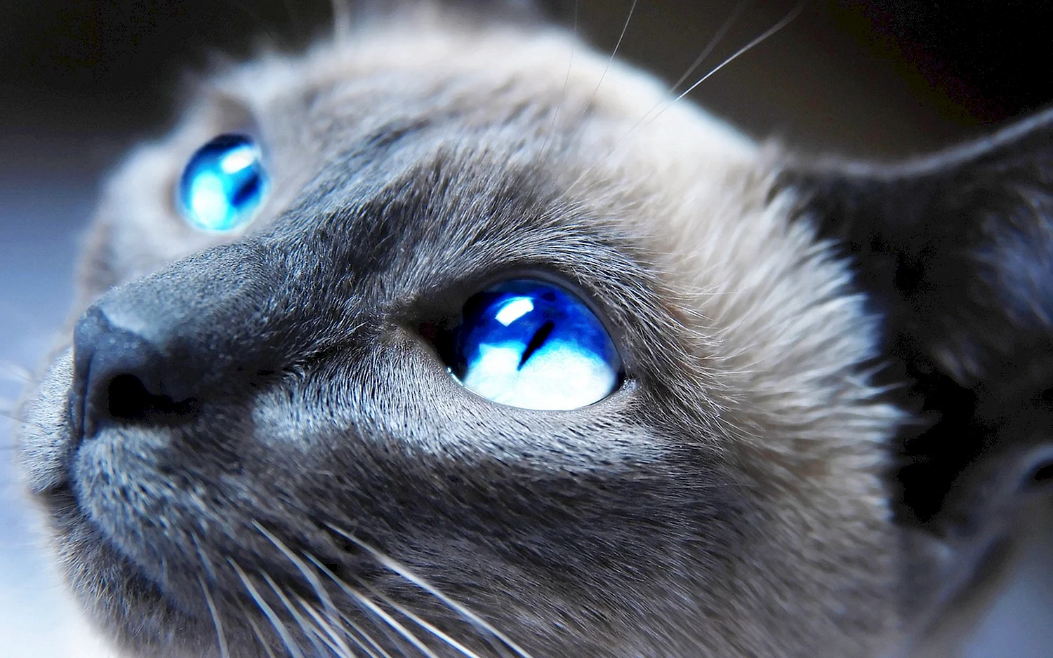 Кот с синими глазами