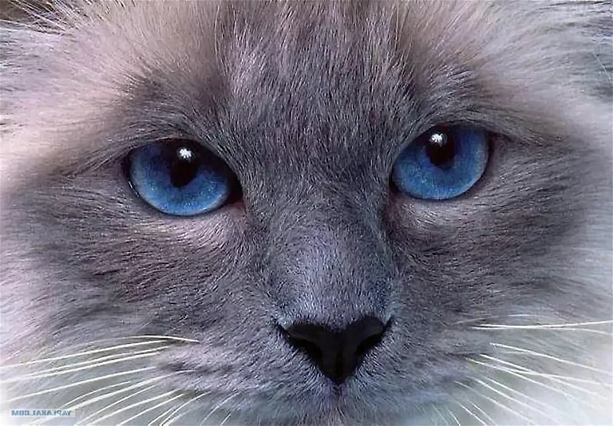 Кот с синими глазами