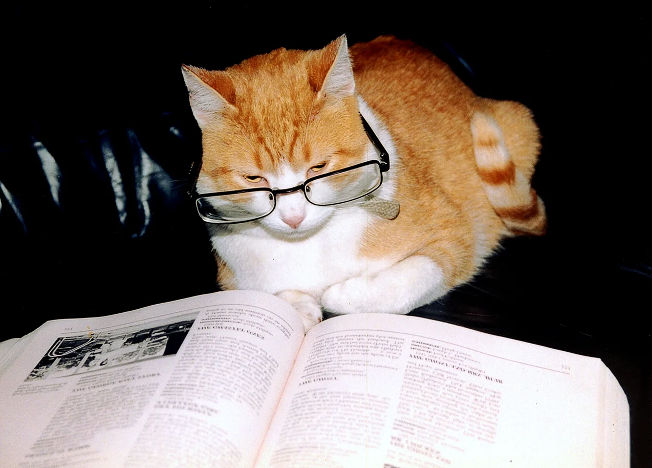 Кот с учебником