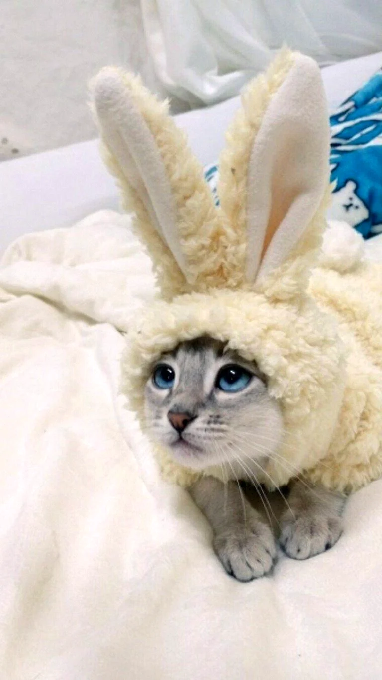 Кот с ушками зайца