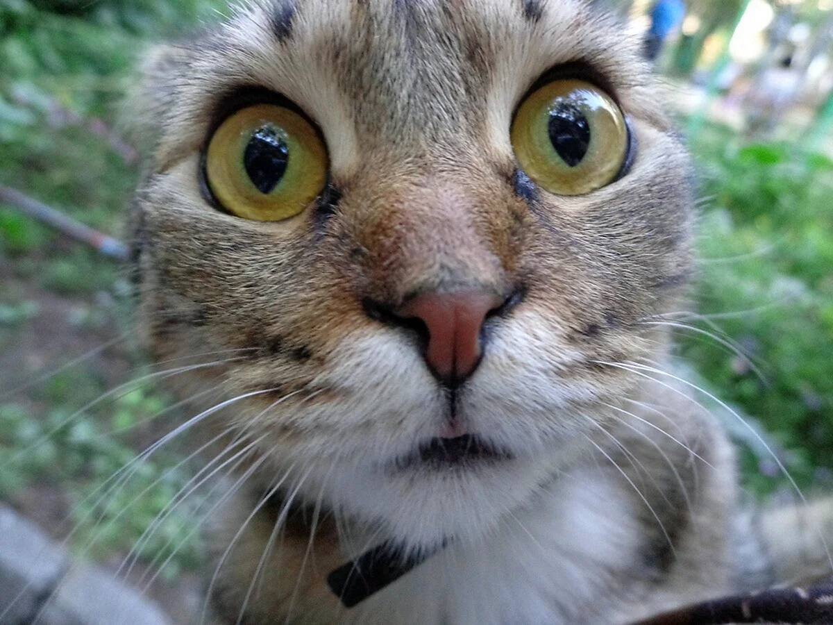 Кот с выпученными глазами